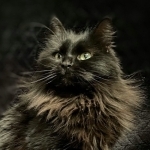Mountain Ragdolls