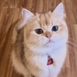 Flkitten1