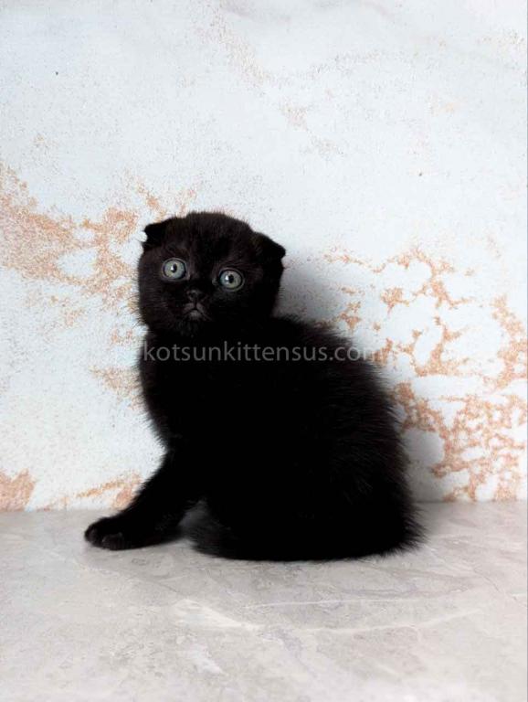 Yami Whole Black Solid Scottish Fold Baby Girl photo 4