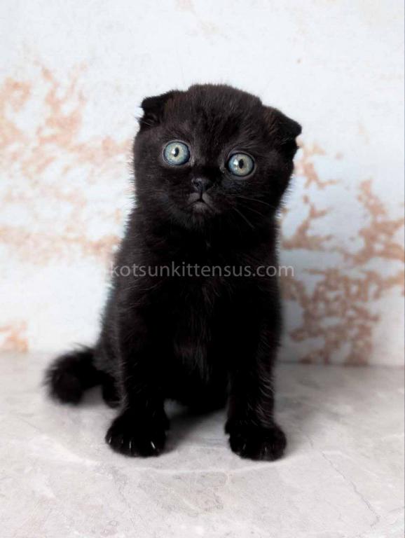 Yami Whole Black Solid Scottish Fold Baby Girl photo 7