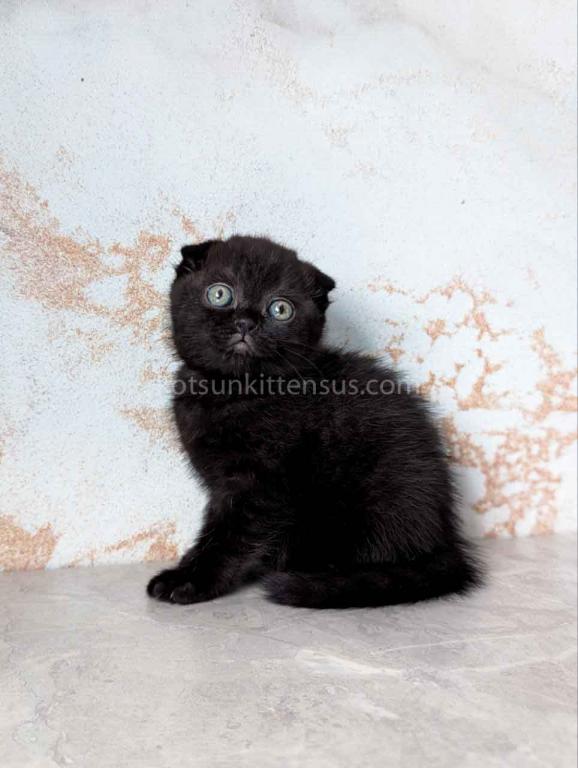 Yami Whole Black Solid Scottish Fold Baby Girl photo 2