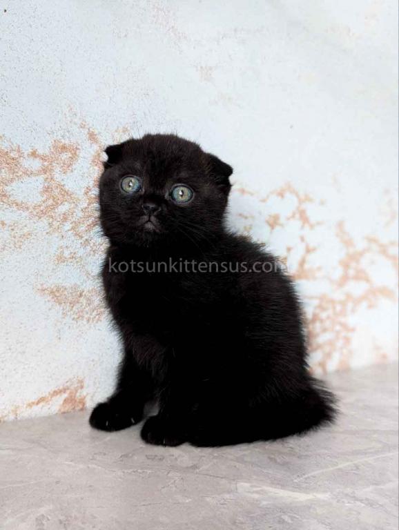 Yami Whole Black Solid Scottish Fold Baby Girl photo 3