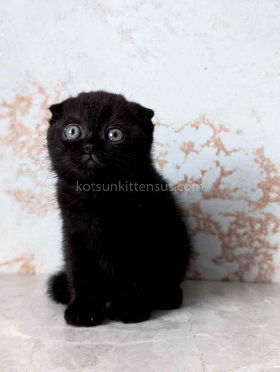 Yami Whole Black Solid Scottish Fold Baby Girl