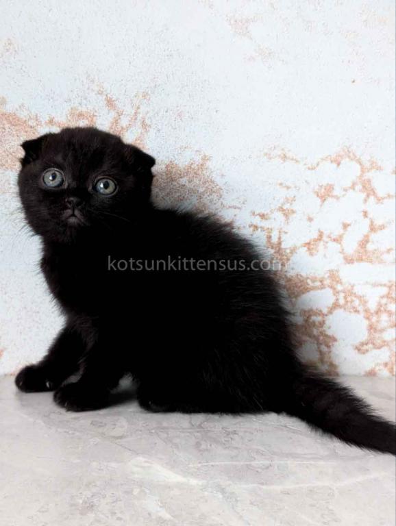 Yami Whole Black Solid Scottish Fold Baby Girl photo 5