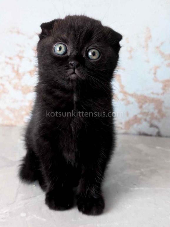 Yami Whole Black Solid Scottish Fold Baby Girl photo 6