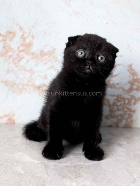 Yami Whole Black Solid Scottish Fold Baby Girl photo 8