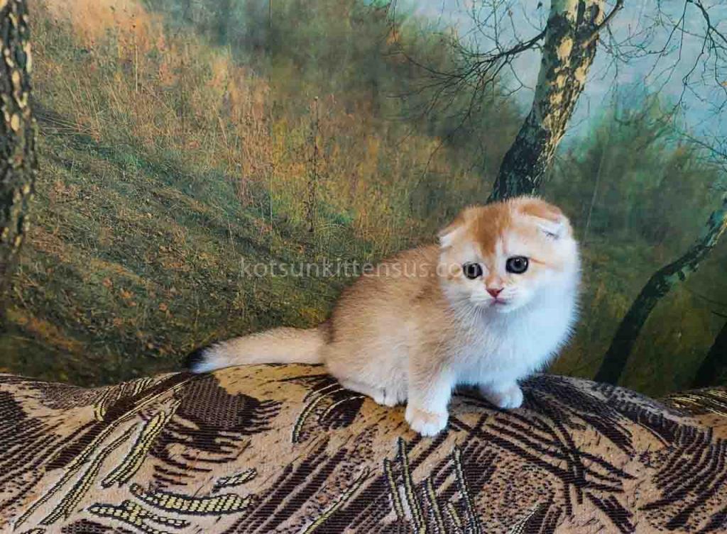 Watson Golden Shell Ny 12 Scottish Fold Boy photo 2