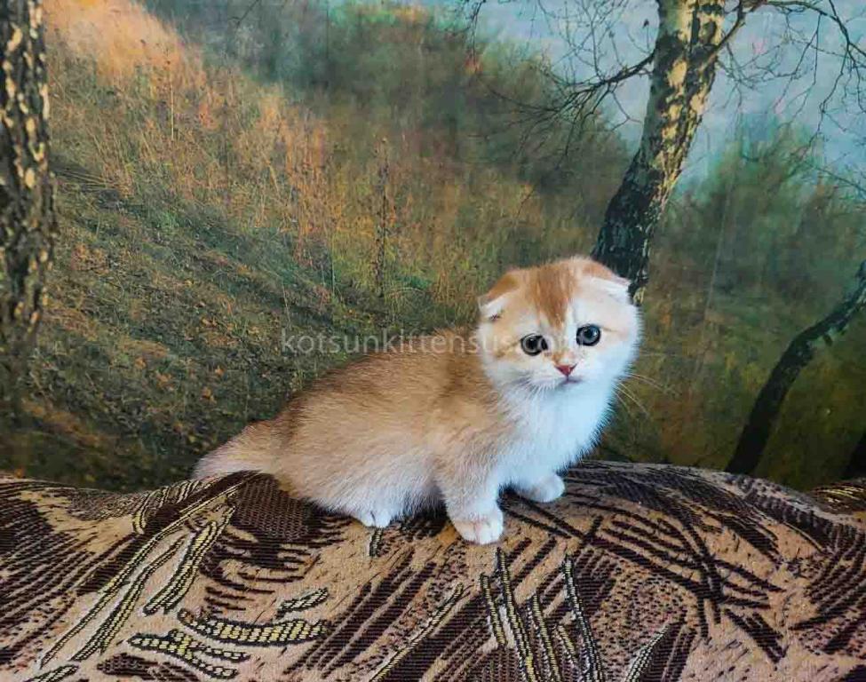 Watson Golden Shell Ny 12 Scottish Fold Boy photo 3