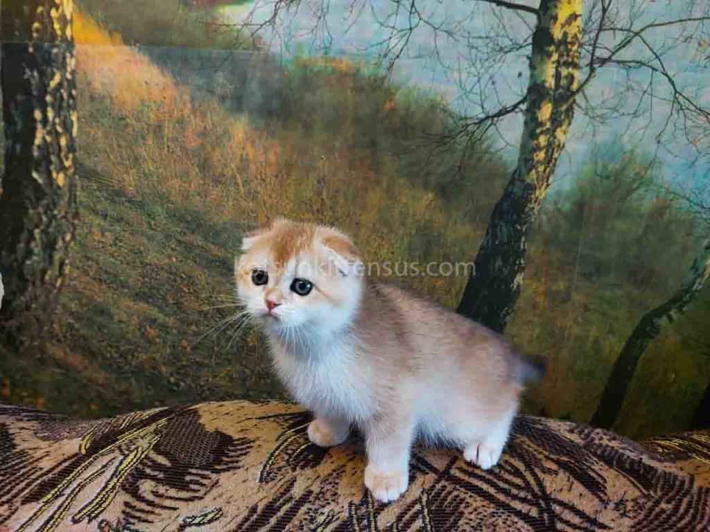 Watson Golden Shell Ny 12 Scottish Fold Boy photo 1