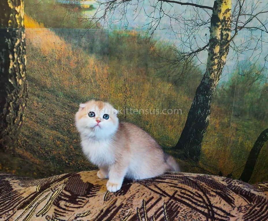 Watson Golden Shell Ny 12 Scottish Fold Boy photo 4