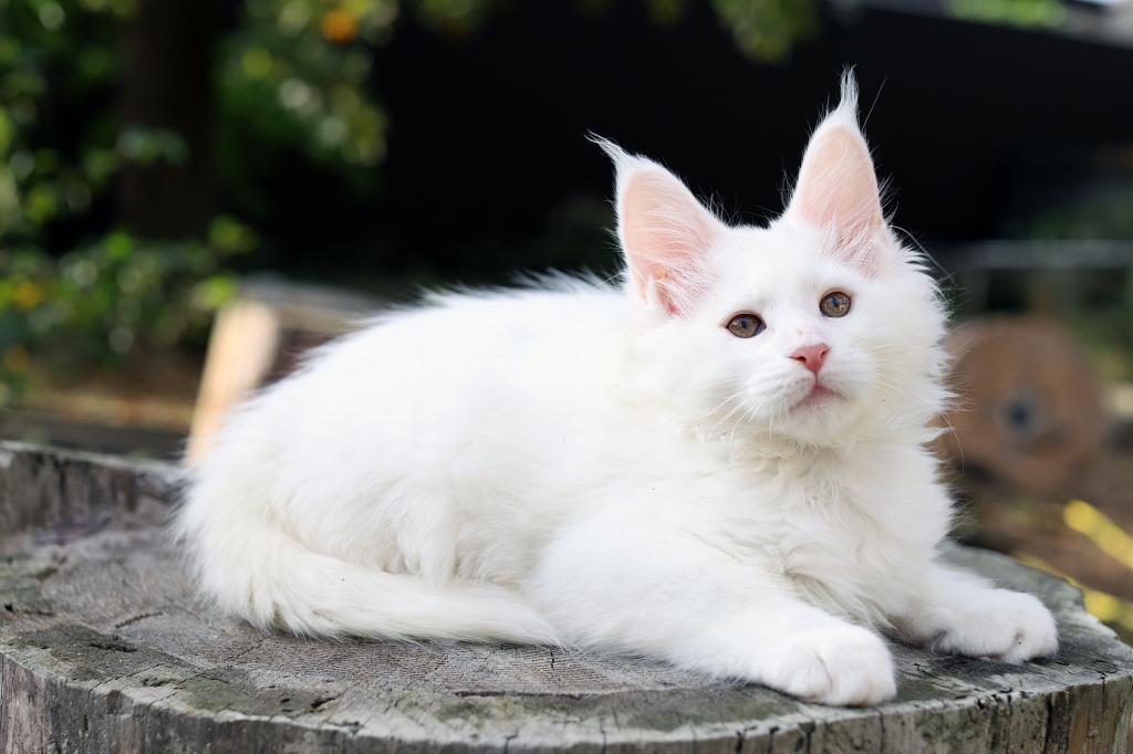 Pearl Maine Coon Female photo 2