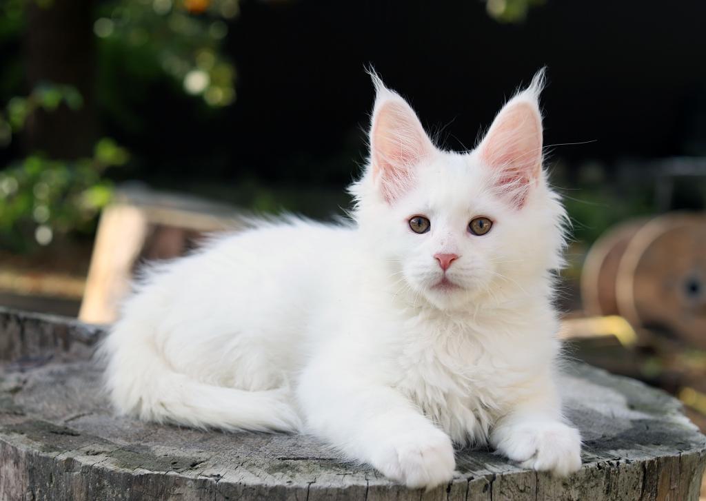 Pearl Maine Coon Female photo 3