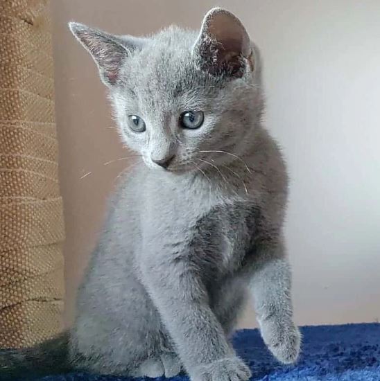 Kitten Russian Blue photo 2