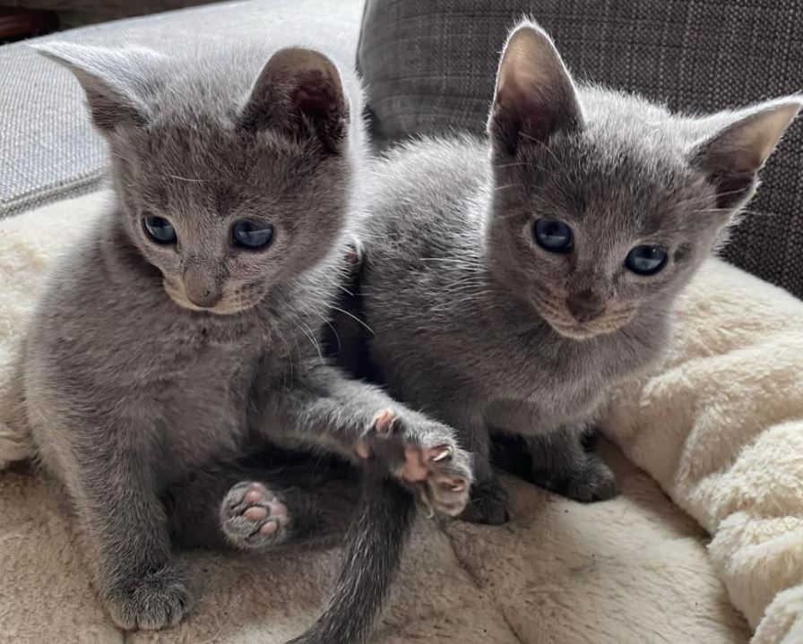 Kitten Russian Blue