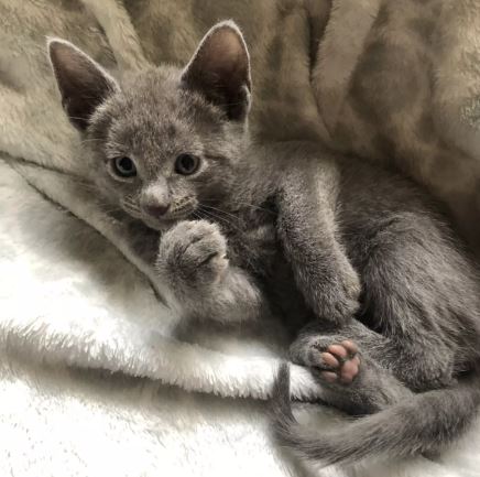 Kittens Russian Blue New