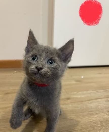 Kittens Russian Blue New photo 2