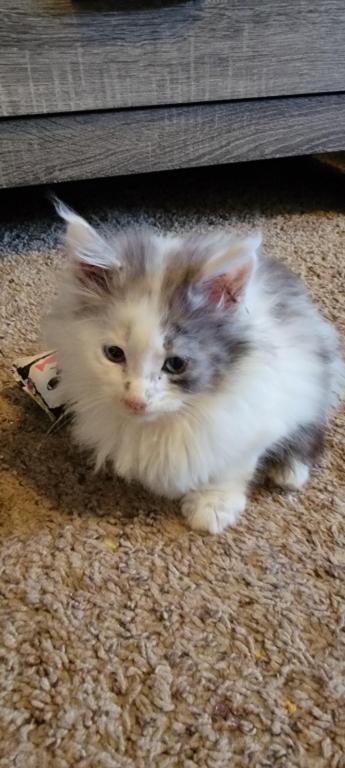 Oliver