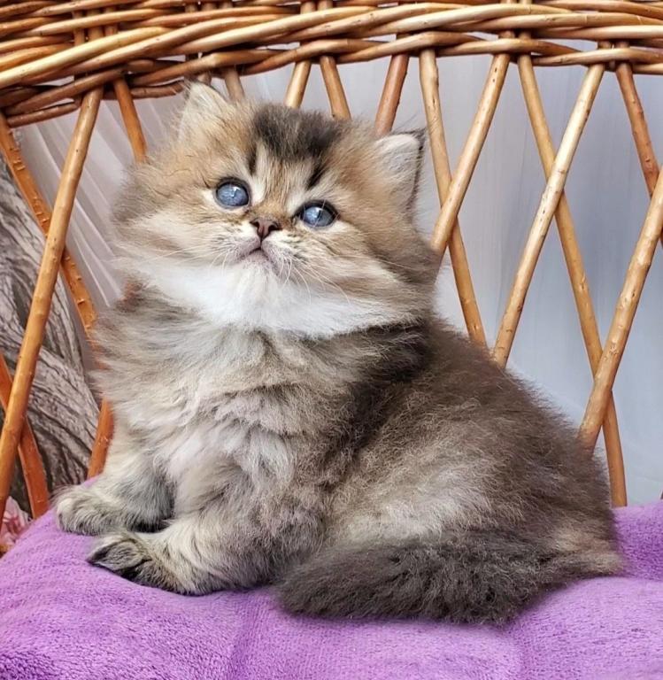 Zachar