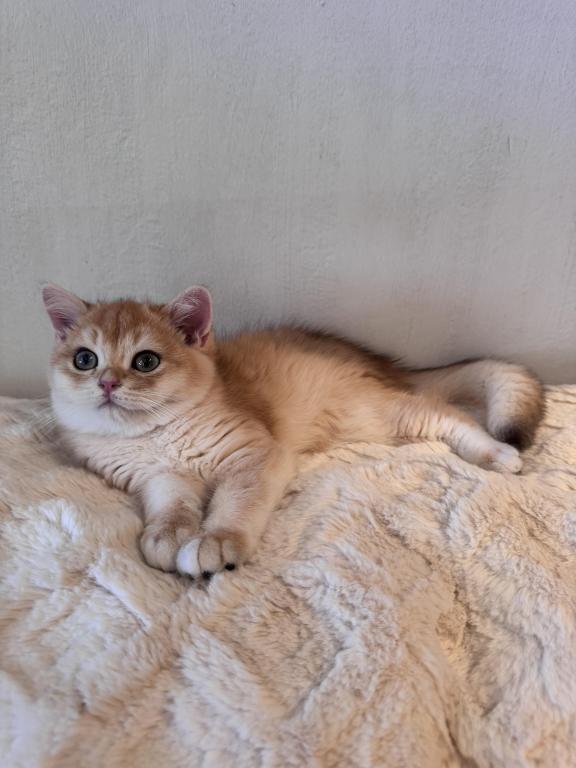 Ginger photo 2