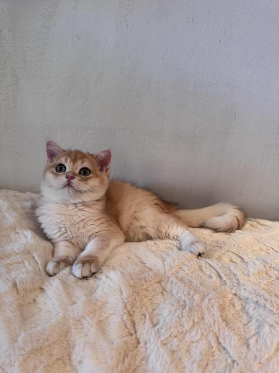 Ginger photo 3