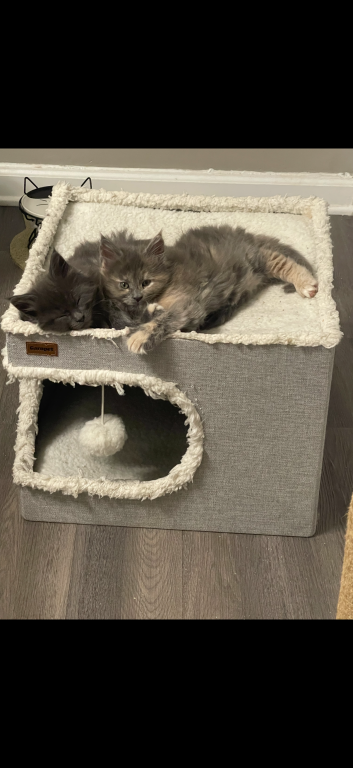 Maine Coon Kittens photo 3