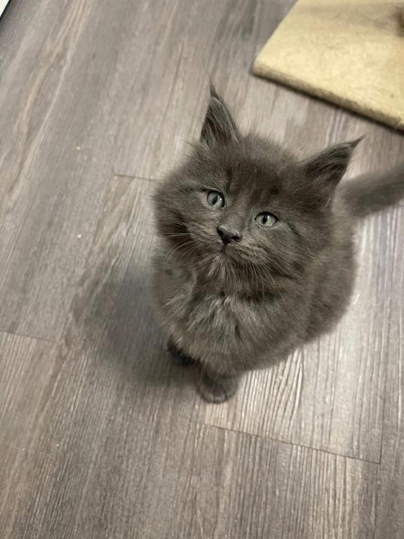 Maine Coon Kittens