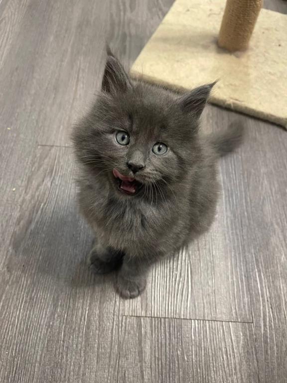Maine Coon Kittens photo 9