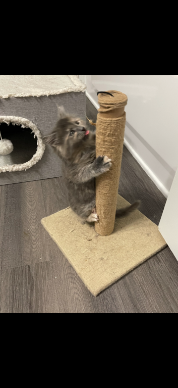 Maine Coon Kittens photo 4