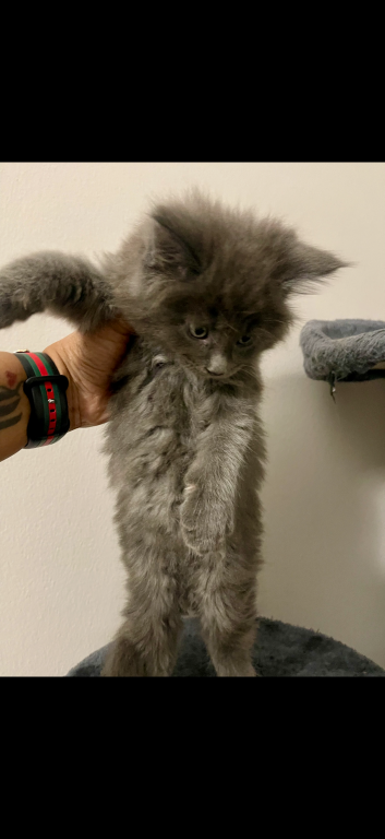 Maine Coon Kittens photo 7