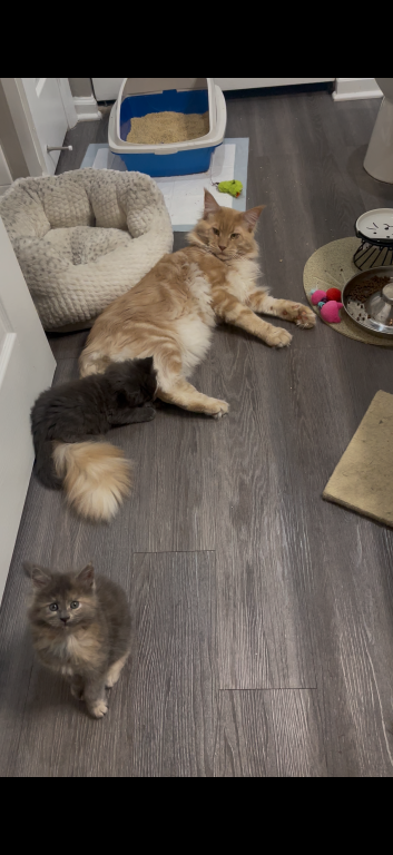 Maine Coon Kittens photo 5