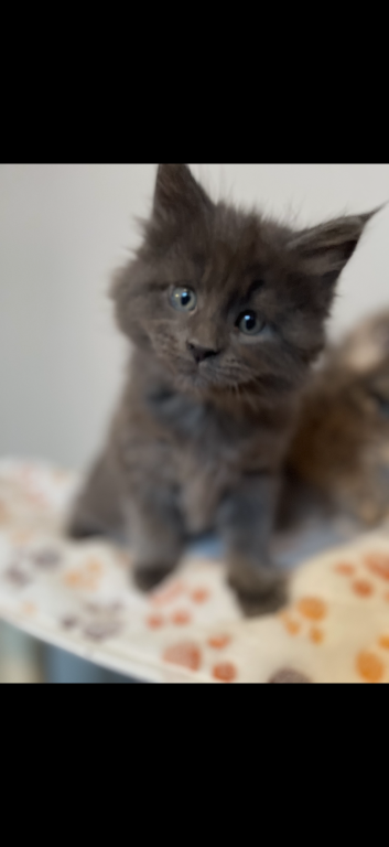 Maine Coon Kittens photo 2