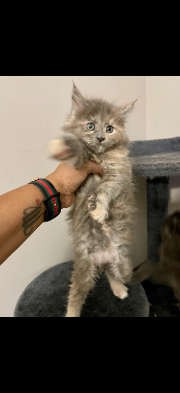 Maine Coon Kittens photo 6