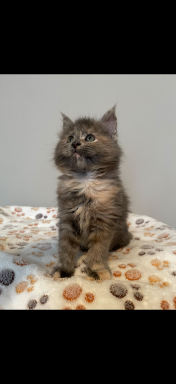 Maine Coon Kittens photo 8