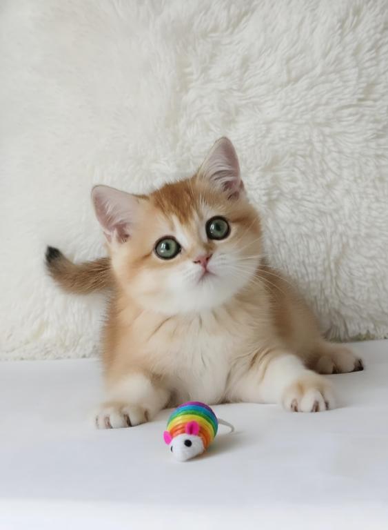 Ginger photo 2