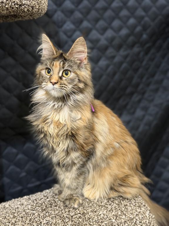 Polydactyl Tortoise Shell Female Syrax photo 4