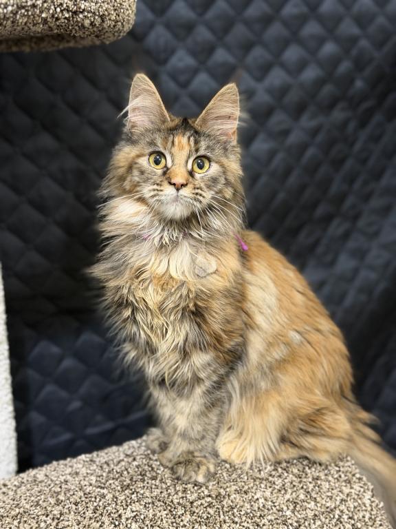 Polydactyl Tortoise Shell Female Syrax photo 5