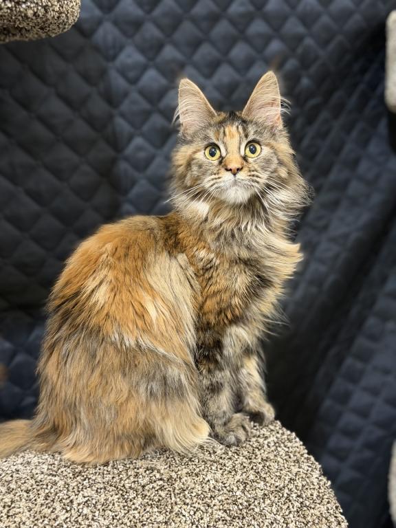 Polydactyl Tortoise Shell Female Syrax photo 3