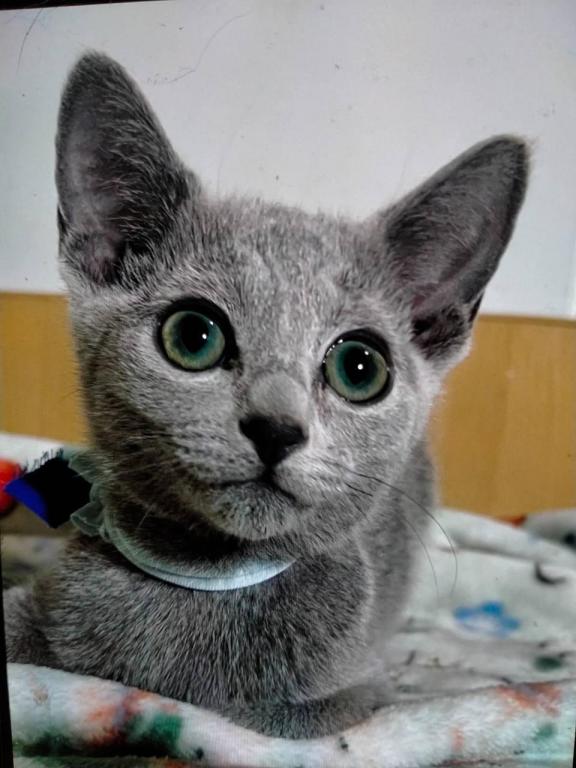 Russian Blue 1 20
