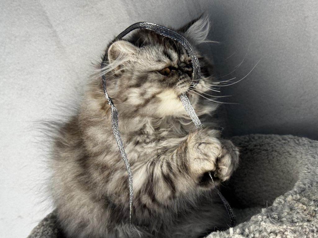 P17 Stella Blue Tortie Cream Smoke Female photo 2