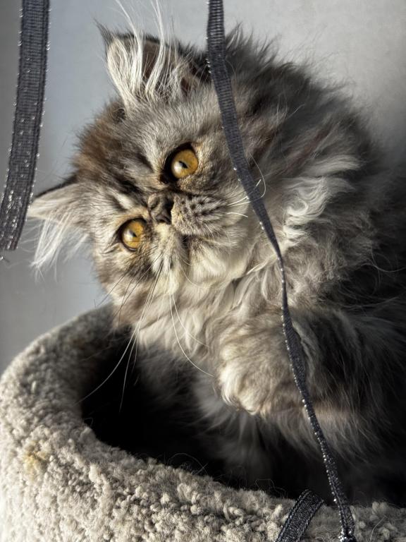 P17 Stella Blue Tortie Cream Smoke Female