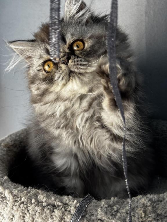 P17 Stella Blue Tortie Cream Smoke Female photo 4