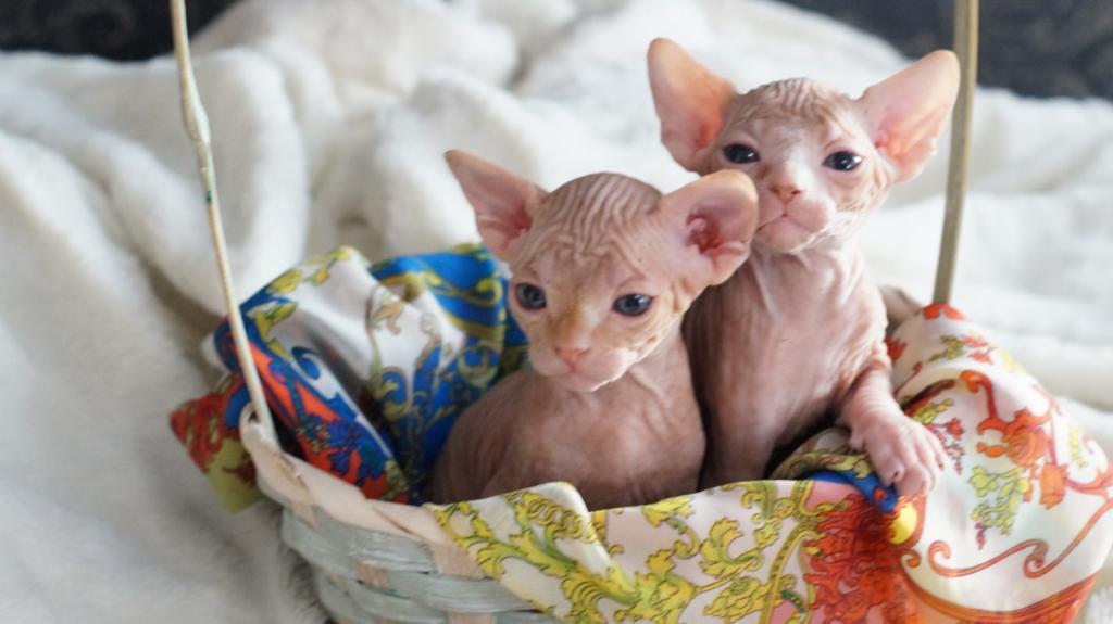 Sphynx Kittens Purebred photo 3