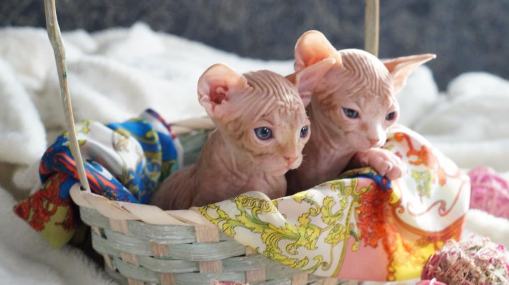 Sphynx Kittens Purebred photo 2
