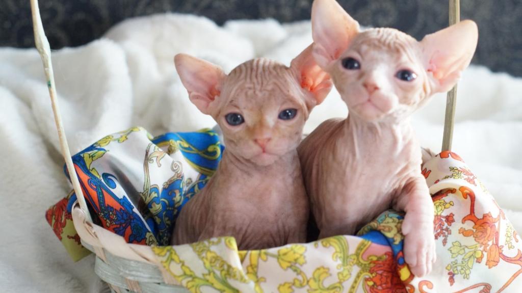 Sphynx Kittens Purebred