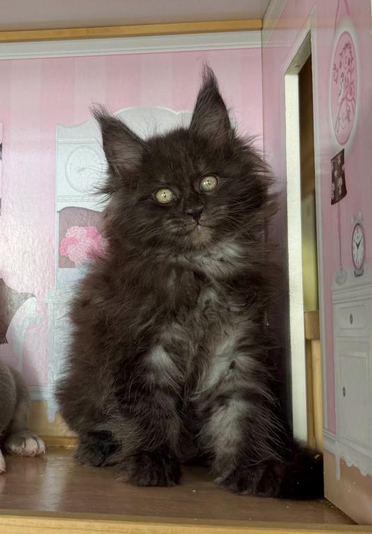 Black Smoke Babies photo 2