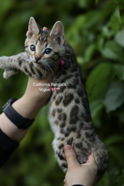 Vogue photo 7