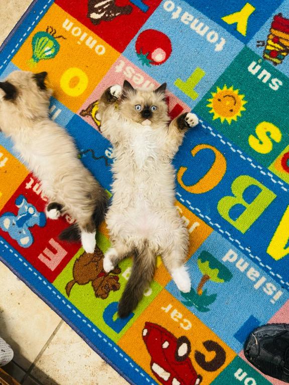 Saffire & Leo's Ragdolls