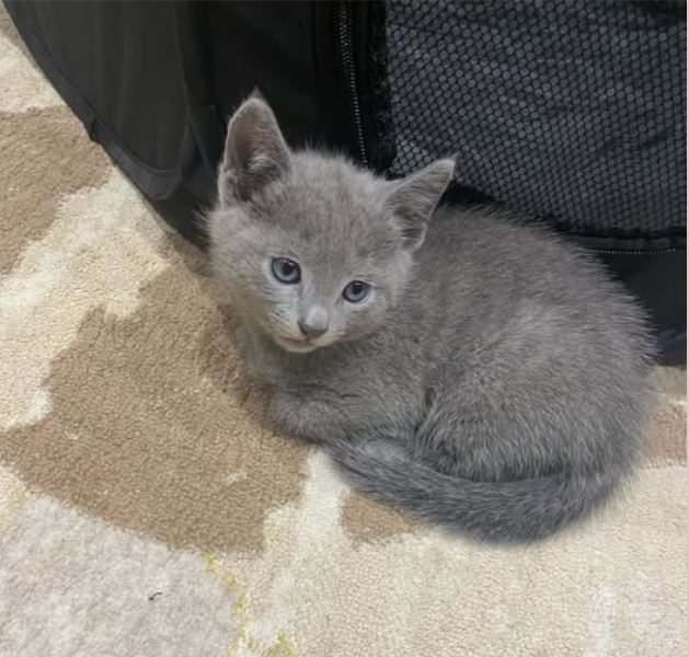 Russian Blues For You photo 2