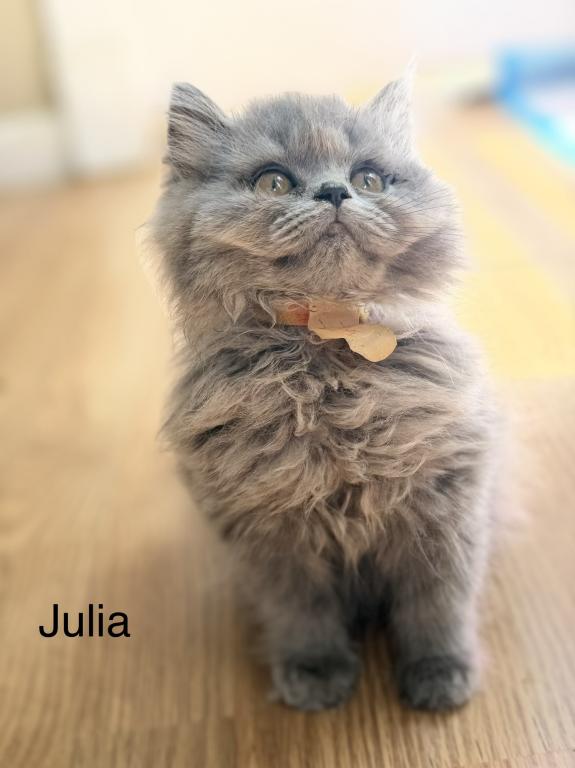 Julia photo 4