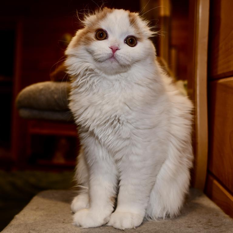Cesar